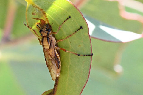 Sawfly (Pergidae sp) (Pergidae sp)